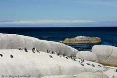 Brillenpinguin (148 von 148).jpg